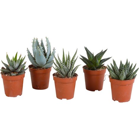 Lot de 5 Plantes Grasses Succulentes Gasteria et Haworthia Variées Ø 5,5 cm sans Pot - PANGIVO (1/5)