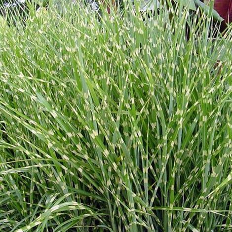4 x Roseau de Chine  - Miscanthus sinensis 'Zebrinus'  - godet
