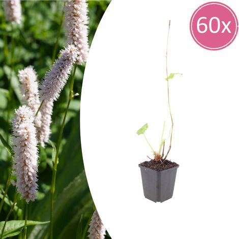 Lot de 60 Persicaria bistorta 'Superba' - Plante Vivace de Jardin Humide - Fleurs Roses - Ø9 cm - PANGIVO (1/5)