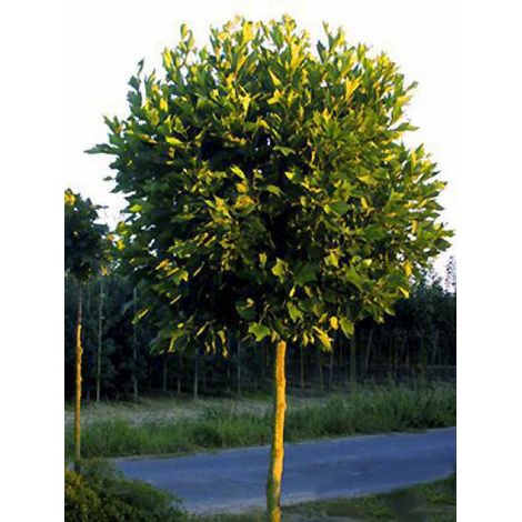 Platane à feuilles d'érable 'Alphen's Globe' – Hauteur à maturité 1000 cm – Pot 7,5L/10L – Très résistant jusqu'à -23°C