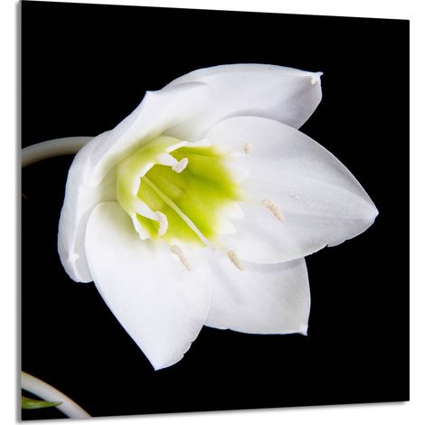 PANNEAU DE VERRE POUR CUISINE 60x65 Orchidée (1/5)