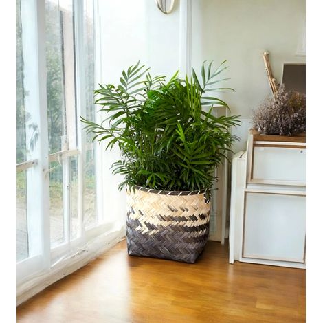Gardenaria Chamaedorea elegans - Pianta da interno ornamentale - Altezza: 60 cm (vaso 17) (1/5)