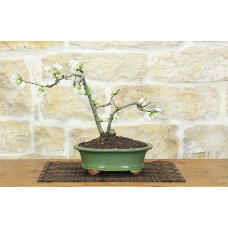 Bonsai di Cotogno giapponese a fiore bianco (18) (1/5)