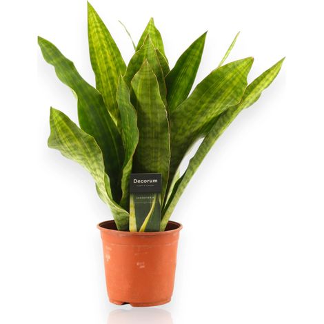 Gardenaria Sansevieria trifasciata aubry. 'Nite' - Pianta da interno ornamentale - Altezza: 45 cm (vaso 14) (1/5)