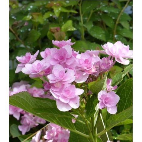 Hortensia 'You and Me Romance'® Pot de 1,5L/2L (1/2)