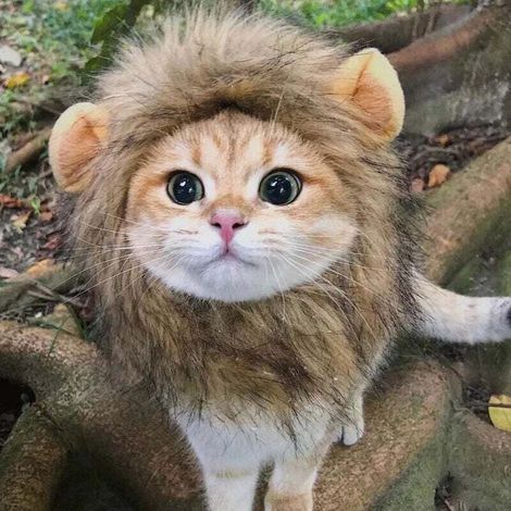 Perruque de crinière de lion pour chien et chat Costume Pet Réglable Lavable Confortable Fantaisie Poils de Lion Chien Vêtements Robe pour Halloween Noël Pâques Festival Fête Activité (1/5)