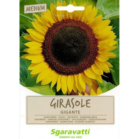 SEMI PER PRATO UNIVERSALE girasole gigante