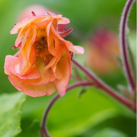 4 x Geum hybrida.  - Geum hybrida 'Smokey Peach'  - godet 9x9 cm