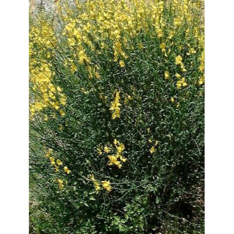Sparte Pot de 2L/3L (1/2)
