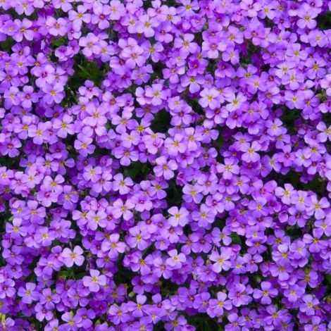 Pépinières Naudet – Lot de 3 Aubriètes Royal Blue – Plante vivace persistante – Fleurs violettes au printemps – Rusticité jusqu'à -15°C (1/5)