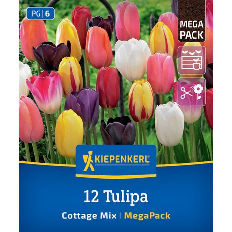 Kiepenkerl Herbstblumenzwiebel Tulpen Cottage Garden 12 Stück (1/2)