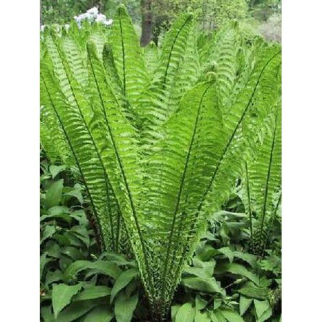 Fougère plume d'autruche Pot de 2L/3L