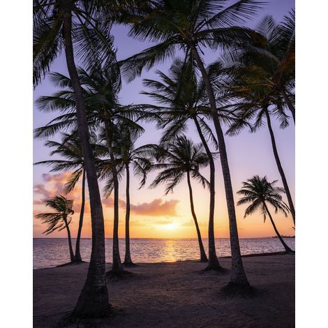 Papier peint panoramique maritim,naturel Palmiers sur la Plage (1/4)