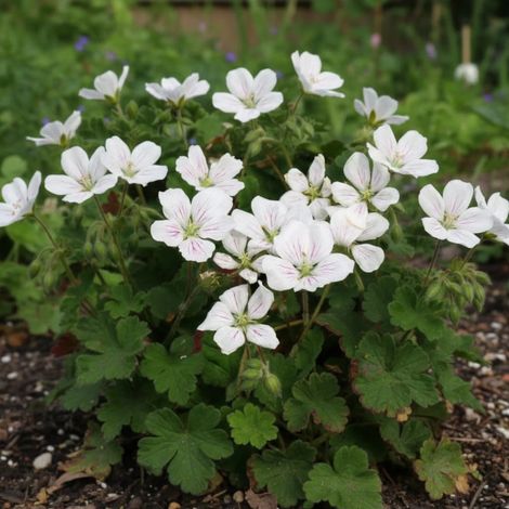 Bec de Grue Album, Erodium/Lot de 3 godets (1/4)