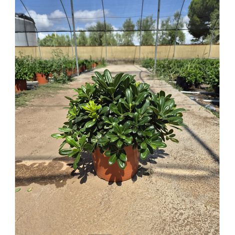 Pittosporum Tobira Nain Pot 24 cm Persistant de Haie (1/3)