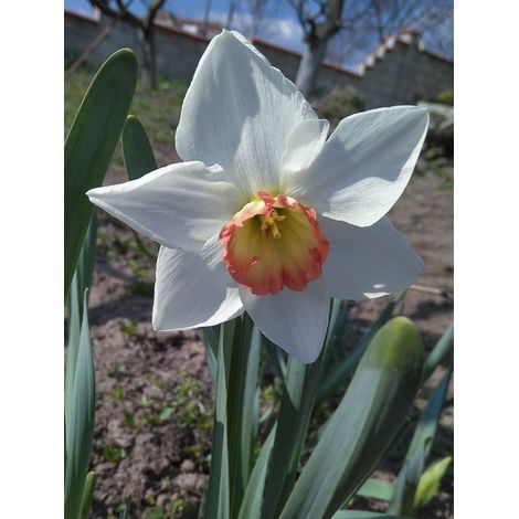 Narcisse 'Audubon' Bulbe calibre 14+ (par 10) (1/2)