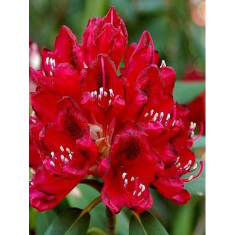 Rhododendron  'Lord Roberts' Pot de 4L/5L