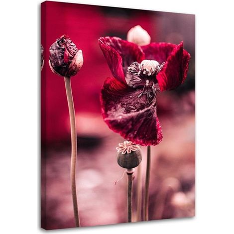 Tableau sur toile Coquelicot rouge 40x60 (1/5)