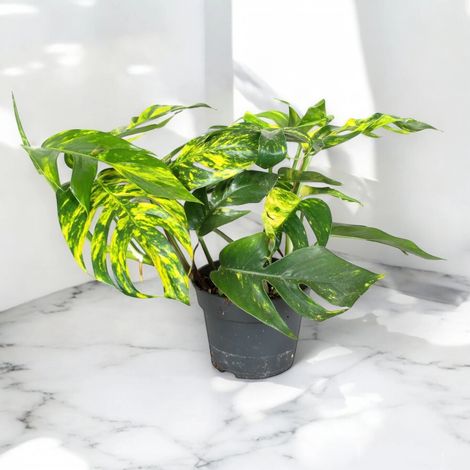 Gardenaria Epipremnum pinnatum 'Cintho goldfinger' - Pianta da interno ornamentale - Altezza: 30 cm (vaso 17) (1/5)
