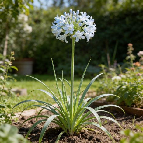Tritoma Ice Queen 20cm Godet 9cm - Kniphofia (1/4)