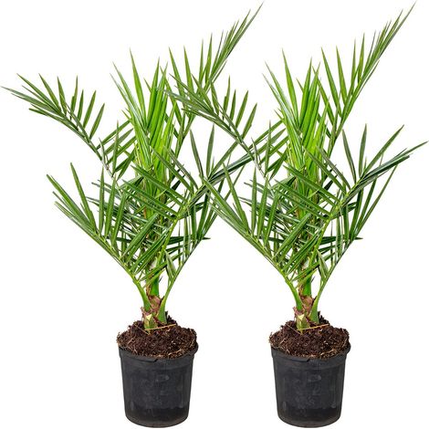 Lot de 2 - Phoenix Canariensis - Palmier dattier des Canaries - Palmier rustique - Plante de jardin - Hauteur : 50-70 cm - Pot de 15 cm