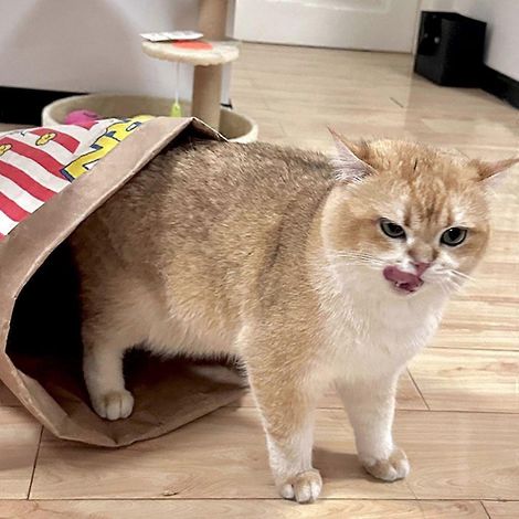 Sac de jeu interactif en tissu kraft pour chats et lapins d'intérieur : idéal pour lutter contre l'ennui. (1/4)