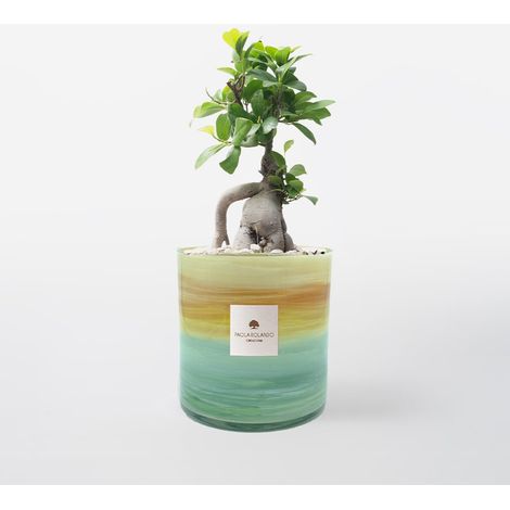 Bonsaï Ficus Ginseng en pot de verre décoré à la main Coucher de Soleil H 15 - Multicolore 2