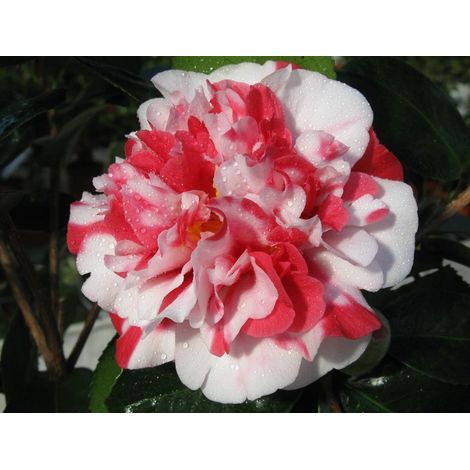 CAMELIA JAPONICA COLETTI VASO 17CM