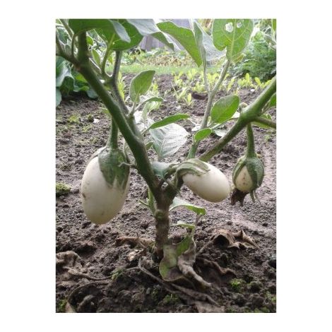 Aubergine blanche ronde à oeuf - 1g