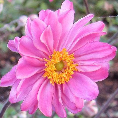 4 x Anémone du Japon  - Anemone hybride 'Pamina'  - godet 9x9 cm