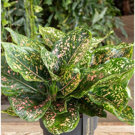 Gardenaria Aglaonema 'Pink Leopard' - Pianta da interno ornamentale - Altezza: 40 cm (vaso 12) (1/5)