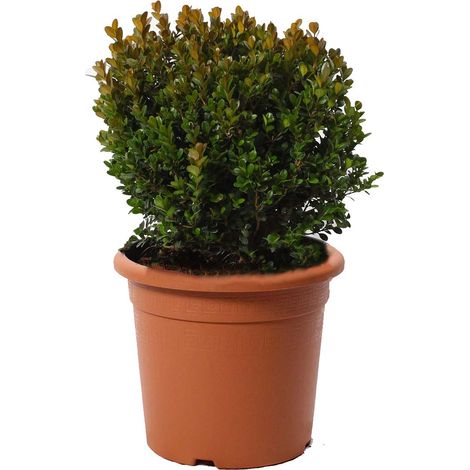 Bosso a Sfera - Buxus Microphylla Faulkner - H 30-40 cm Diametro Cespuglio 25-30 cm Vaso Ø 22 cm (1/3)