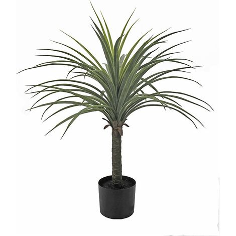 PIANTA YUCCA
