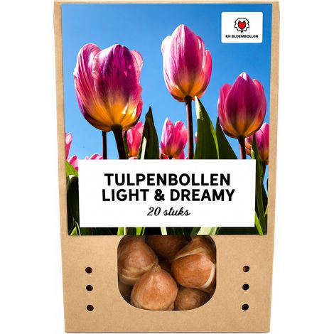 20 Bulbes de Tulipes Light and Dreamy Fleurs de Printemps Tons Pastels Calibre 11/12 - PANGIVO (1/5)