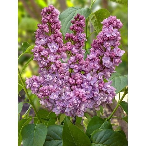 Lilas commun 'Kindy Rose ' Pot de 4L/5L (1/5)