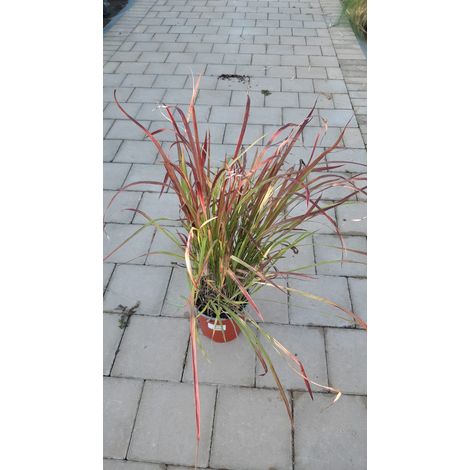 Imperata Cylindrica Red Baron V17