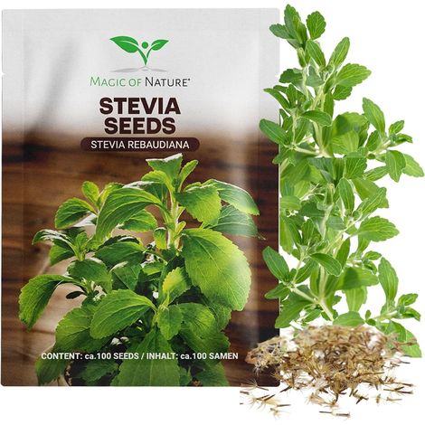 Graines de Stevia env. 100 Pcs (1/5)