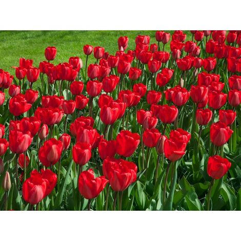 Bulbi di TULIPANI RED IMPRESSION 12+