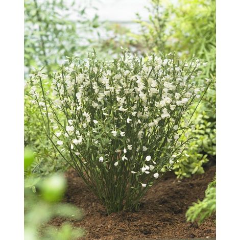CYTISUS WHITE LION VASO 15CM