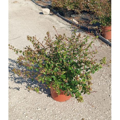 Abelia Grandiflora Blanche Pot 24 cm Arbuste à Fleurs Semi-Persistant (1/3)