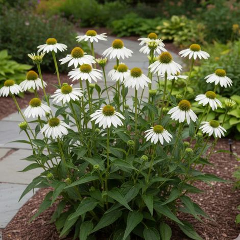 Échinacée purpurea Virgin®/Lot de 3 godets