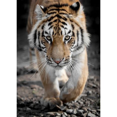 Tableau sur toile tigre 100x140 cm - Impression sur Toile Murale Décorative - Image imprimée en HD sur Toile - Toile sur Châssis en Bois FSC - Fabriqué en France (1/4)