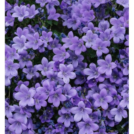 Campanule portenschlagiana variée/Pot de 2 litres