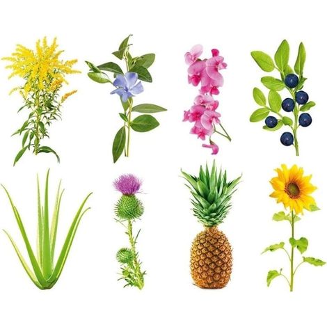 Click and Grow - Smart Garden Refill 3-pack - Experimental (SGR0X3)