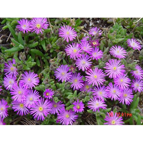 Delosperma Cooperi v15