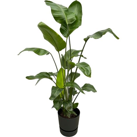 Strelitzia Nicolai Oiseau du Paradis Blanc avec Pot Noir - 160 cm - Ø 30 cm - PANGIVO