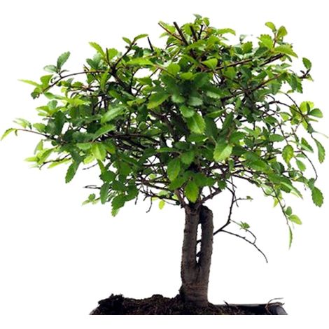 Bonsai Zelkova Parvitolia. 5 A�os. 30 - 35 Cm