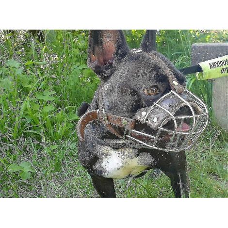 Muselière de protection pour bouledogue français en métal lourd (1/5)