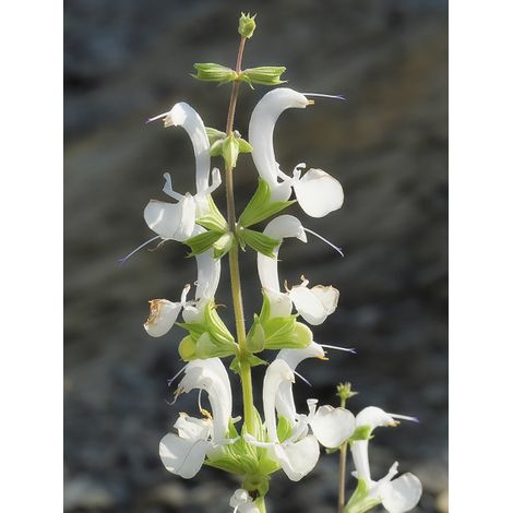 Sauge des Canaries 'ssp. candidissima' Godet de 8/9 cm (1/2)