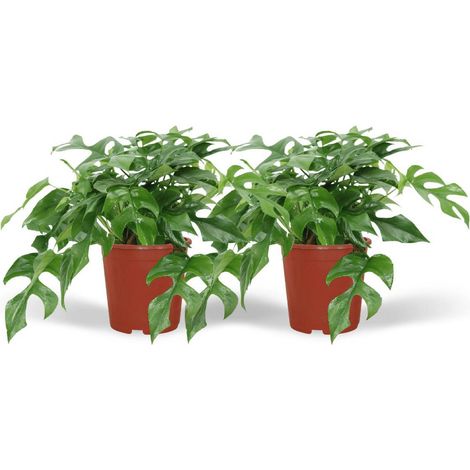 Monstera Minima Plante d’Intérieur à Feuilles Découpées Lot de 2 Pots Ø15 cm Hauteur 25 cm - PANGIVO (1/5)